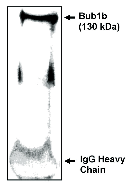 "
Immunoprecipitation/
Western blot analysis
using Bub1b-IN antibody on NIH/3T3 cells synchronized to obtain mostly mitotic cells as determined by flow
cytometry."